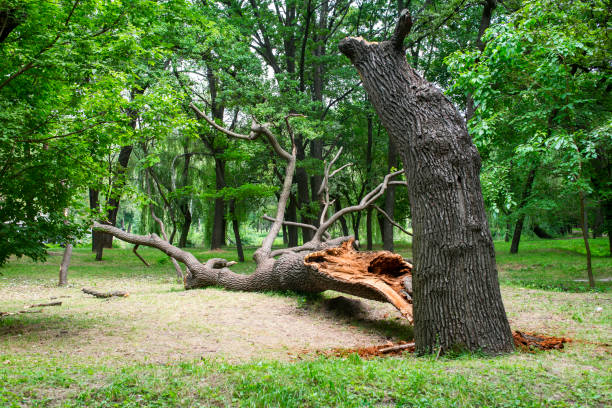 How Our Tree Care Process Works  in  Rensselaer, NY